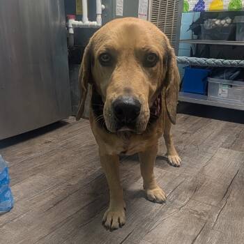 Rescue Hound and Mixed Breed Dogs for Adoption in Jefferson City, Tennessee - Caleb | PetCurious