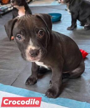 Pit Bull Terrier and Bulldog Dogs Available for Adoption - Crocodile | PetCurious