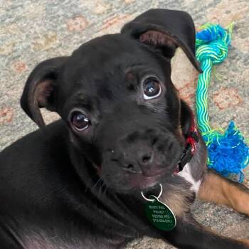 Sporty -  Boxer and Chihuahua Dog for Adoption in Tampa, Florida - Sporty | PetCurious