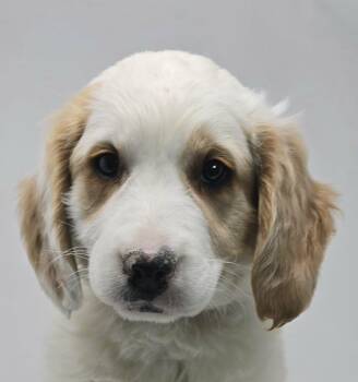Golden Retriever and Great Pyrenees Dogs Available for Adoption - Tullus | PetCurious