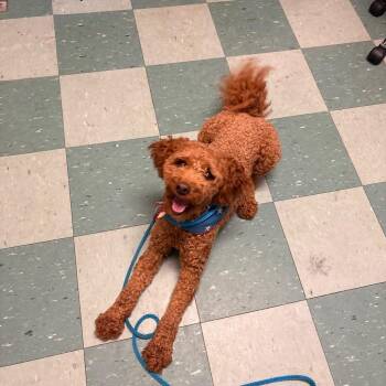 Coco -  Poodle and Golden Retriever Dog for Adoption in South Burlington, Vermont - Coco | PetCurious