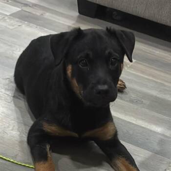 Evangeline -  Mixed Breed Dog for Adoption in Fredericksburg, Virginia - Evangeline | PetCurious