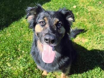Border Collie and Mixed Breed Dogs Available for Adoption - LUNA | PetCurious