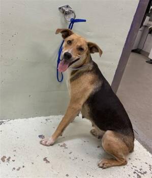 German Shepherd Dog and Mixed Breed Dogs Available for Adoption in Houston, Texas - NOREEN | PetCurious