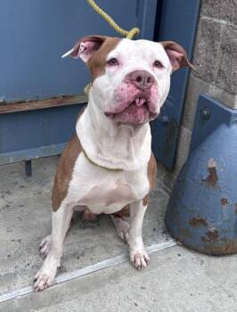 Lightning Mcqueen -  Mixed Breed Dog for Adoption in New York, New York - Lightning Mcqueen | PetCurious
