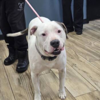 Major -  American Staffordshire Terrier Dog for Adoption in Newark, New Jersey - Major | PetCurious
