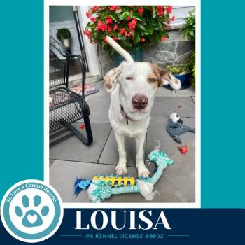 Louisa 100326 -  Pointer and Labrador Retriever Dog for Adoption in Kimberton, Pennsylvania - Louisa 100326 | PetCurious