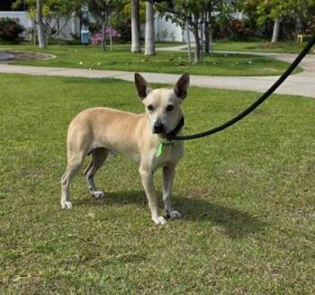 Wally -  Terrier and Mixed Breed Dog for Adoption in Honolulu, Hawaii - Wally | PetCurious