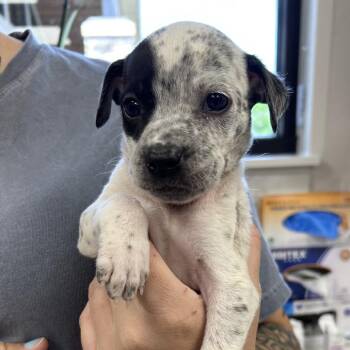 Pip Squeak -  Hound Dog for Adoption in Morganton, North Carolina - Pip Squeak | PetCurious