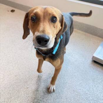 Lucy -  Mixed Breed Dog for Adoption in Englewood, Florida - Lucy | PetCurious