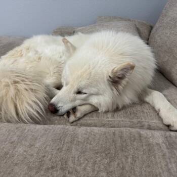 Koda -  Samoyed and Husky Dog for Adoption in Los Angeles, California - Koda | PetCurious