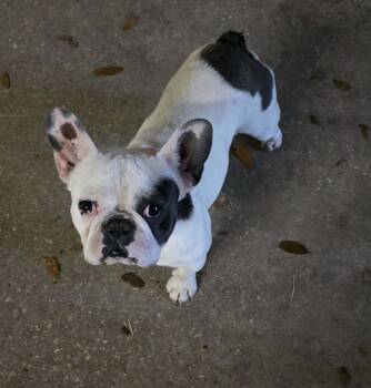 French Bulldog Dogs Available for Adoption - Jeff | PetCurious