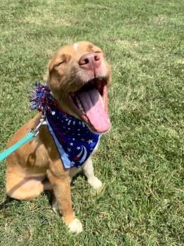 Bingo -  Australian Shepherd and Mixed Breed Dog for Adoption in Rockville, Maryland - Bingo | PetCurious
