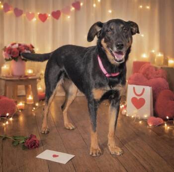 Shepherd Dogs Available for Adoption - Sophie | PetCurious