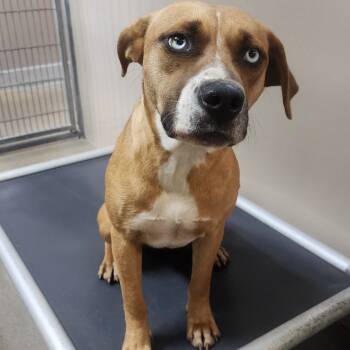 Rescue Beagle and Australian Shepherd Dogs for Adoption in Redwood Valley, California - Daisy | PetCurious