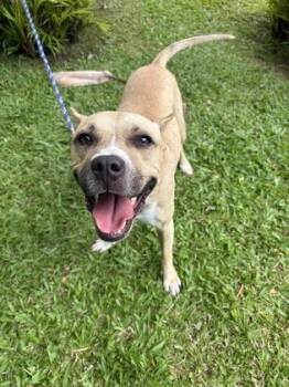 Rosebud -  Pit Bull Terrier and Mixed Breed Dog for Adoption in Honolulu, Hawaii - Rosebud | PetCurious