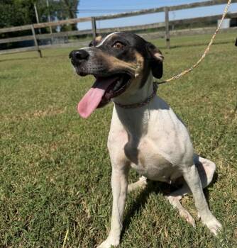 Ruby -  Mixed Breed Dog for Adoption in Vicksburg, Mississippi - Ruby | PetCurious