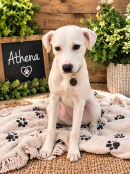 Athena II -  Retriever Dog for Adoption in Houston, Texas - Athena II | PetCurious