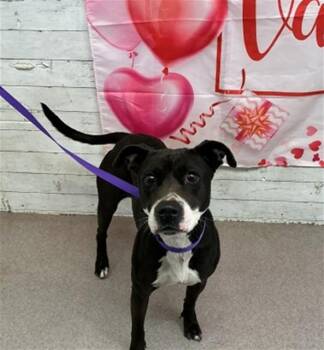 Pit Bull Terrier Dogs Available for Adoption - PEPPER | PetCurious