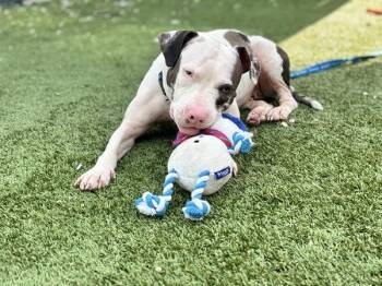 Zinnia -  Mixed Breed Dog for Adoption - Zinnia | PetCurious