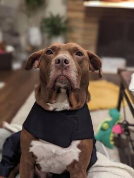 Chocolate Labrador Retriever and Pit Bull Terrier Dogs Available for Adoption in Livonia, Michigan - Ollie | PetCurious