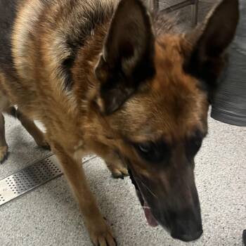 German Shepherd Dog Dogs Available for Adoption in Reno, Nevada - Boromir | PetCurious