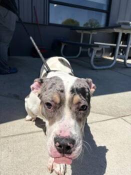 Mixed Breed Dogs Available for Adoption in West Chester, Pennsylvania - Flipper | PetCurious