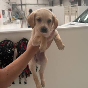 Boba -  Labrador Retriever Dog for Adoption in Chicago, Illinois - Boba | PetCurious