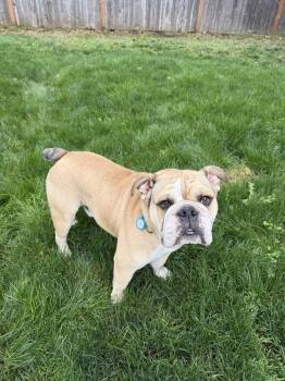 Chevy -  English Bulldog Dog for Adoption in Vancouver, Washington - Chevy | PetCurious