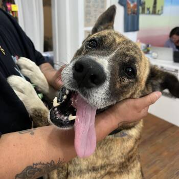 Catahoula Leopard Dog Dogs Available for Adoption in Marfa, Texas - Namir | PetCurious