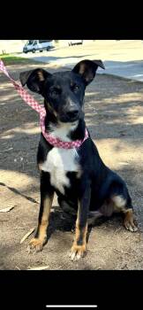 Summer -  Border Collie and German Shepherd Dog Dog for Adoption in New Haven, Connecticut - Summer | PetCurious