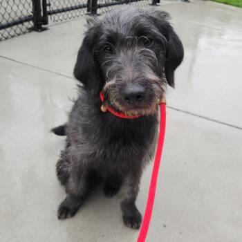 Standard Poodle and Mixed Breed Dogs Available for Adoption in Fort Wayne, Indiana - Duke | PetCurious