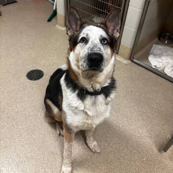 Meatloaf -  German Shepherd Dog and Mixed Breed Dog Available for Adoption in Bristol, Indiana - Meatloaf | PetCurious
