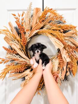 Gus -  Terrier Dog for Adoption in Goodyear, Arizona - Gus | PetCurious