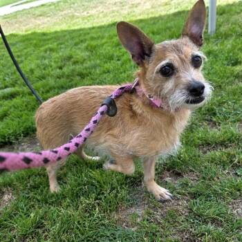 Terrier and Mixed Breed Dogs Available for Adoption in Long Beach, California - POINSETTIA | PetCurious