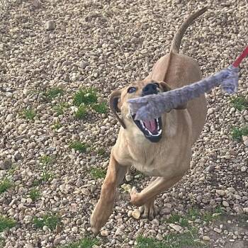 Ginger -  Mixed Breed and Rhodesian Ridgeback Dog for Adoption in Blairsville, Georgia - Ginger | PetCurious