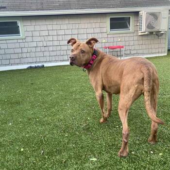 Mixed Breed Dogs Available for Adoption in New Bedford, Massachusetts - Daphne | PetCurious