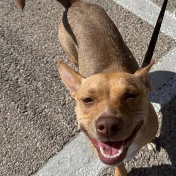 Amber -  Rat Terrier and Mixed Breed Dog for Adoption in Midland, Texas - Amber | PetCurious