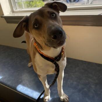 Australian Shepherd and Mixed Breed Dogs Available for Adoption in Roanoke, Virginia - Leilani | PetCurious