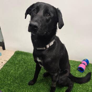 Black Labrador Retriever Dogs Available for Adoption - Ari | PetCurious