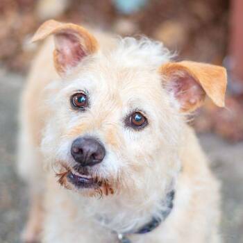 Terrier Dogs Available for Adoption in Baton Rouge, Louisiana - Sandy | PetCurious