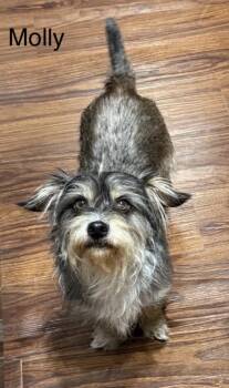 Molly -  Terrier Dog for Adoption in Lucas, Texas - Molly | PetCurious