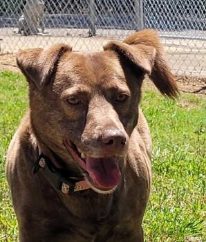 Mixed Breed Dogs Available for Adoption in Lawrenceburg, Tennessee - Laura Ann | PetCurious