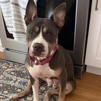 Lulu -  Pit Bull Terrier Dog for Adoption in Peotone, Illinois - Lulu | PetCurious