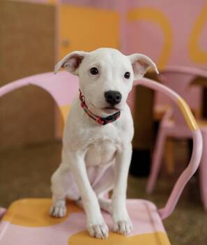 Labrador Retriever and Pit Bull Terrier Dogs Available for Adoption in Pasadena, California - Darla | PetCurious