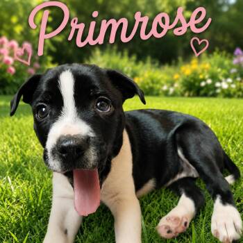 Primrose -  Boston Terrier and Mixed Breed Dog for Adoption in Hohenwald, Tennessee - Primrose | PetCurious
