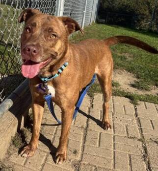 Diamond -  Mixed Breed Dog for Adoption in Lansing, Michigan - Diamond | PetCurious