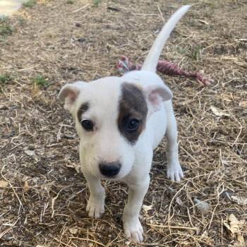 Cattle Dog and Australian Cattle Dog Blue Heeler Dogs Available for Adoption in Escondido, California - Daisy | PetCurious