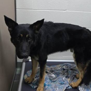 Black Bart -  German Shepherd Dog Dog for Adoption in Lyndhurst, Virginia - Black Bart | PetCurious