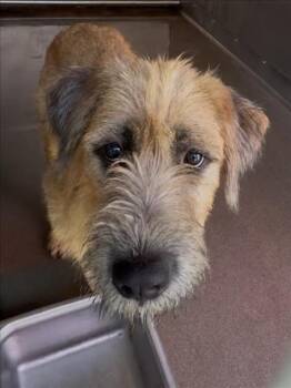 HACHI -  Tibetan Terrier Dog for Adoption in San Bernardino, California - HACHI | PetCurious